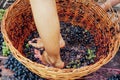Doing wine ritual,Female feet crushing ripe grapes in a bucket to make wine after harvesting grapes Royalty Free Stock Photo