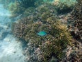 Doini Island, Papua New Guinea.