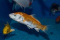 Gold and White Doitsu Japanese Koi Royalty Free Stock Photo