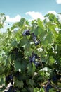 Closeup of Dolcetto grapes on vine in New Mexico Royalty Free Stock Photo