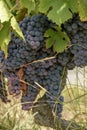 Dolcetto ripe grape bunches, Piedmont, Italy