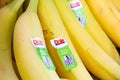 Dole bananas at the market Royalty Free Stock Photo