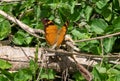 Doleschallia bisaltide or autumn leaf butterfly on Yanuca Island Royalty Free Stock Photo