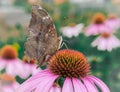 Butterfly And Flower in tourist park Royalty Free Stock Photo