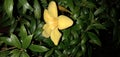 Dolichandra unguis-cati || Allamanda cathartica Royalty Free Stock Photo