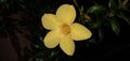 Dolichandra unguis-cati || Allamanda cathartica beautiful flower Royalty Free Stock Photo