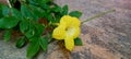 Dolichandra unguis-cati, funnel creeper, cat& x27;s claw trumpet, family Bignoniaceae, Allamanda Royalty Free Stock Photo