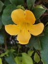 Dolichandra unguis-cati is a rapidly growing climbing vine belonging to the family Bignoniaceae. Royalty Free Stock Photo