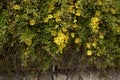 Dolichandra unguis-cati yellow flowers Royalty Free Stock Photo