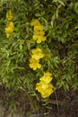 Dolichandra unguis-cati yellow flowers Royalty Free Stock Photo