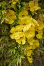 Dolichandra unguis-cati yellow flowers Royalty Free Stock Photo