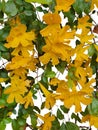 Dolichandra unguis-cati, yellow horn-shaped flowers Characteristics are many years old vines. Royalty Free Stock Photo