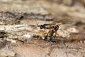 Dolichomitus imperator parasitic wasp