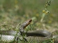 Dolichophis caspius - Caspian whipsnake Royalty Free Stock Photo