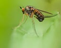 Dolichopodidae Dolichopus Royalty Free Stock Photo