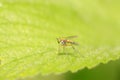 Dolichopodidae insect on plant Royalty Free Stock Photo