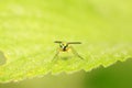 Dolichopodidae insect on plant Royalty Free Stock Photo