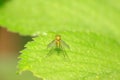 Dolichopodidae insect on plant Royalty Free Stock Photo