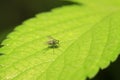 Dolichopodidae insect on plant Royalty Free Stock Photo