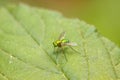 Dolichopodidae insect on plant Royalty Free Stock Photo