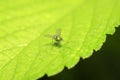 Dolichopodidae insect on plant Royalty Free Stock Photo