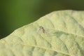 Dolichopodidae insect on plant Royalty Free Stock Photo
