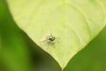 Dolichopodidae insect on plant Royalty Free Stock Photo