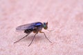 Dolichopodidae long legged fly macro photo
