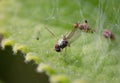 Dolichopus long-legged flies .Trapped in a spider web trap until