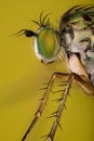 Dolichopus ungulates, Dolichopodidae, Fly Royalty Free Stock Photo