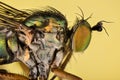 Dolichopus ungulates, Dolichopodidae, Fly