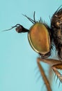 Dolichopus ungulates, Dolichopodidae, Fly