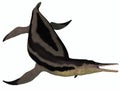 Dolichorhynchops Plesiosaur on White Royalty Free Stock Photo