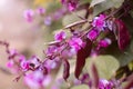 Dolichos lablab bean purple flower nature green background