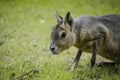 Dolichotis patagonum or Patagonian mara