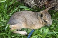 Dolichotis patagonum, Patagonian mara, little animal