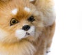 Doll Dog toy cute Close up, beautiful on white background Royalty Free Stock Photo