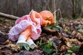 Doll in the forest Royalty Free Stock Photo