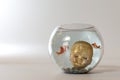 Doll head into a fishbowl