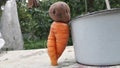 Doll made from potatoe and carrot in garden