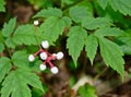 Doll`s eyes plant white berries and green leaves