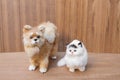 Doll white cat and dog beautiful on wooden floor background