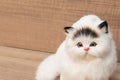 Doll White cat on wooden table background