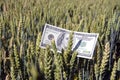 Dollar banknote on wheat ear in field - agriculture business concept