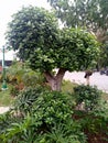 dollar banyan tree