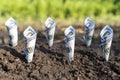 100 Dollar bill is planted in the ground. The concept of profitability from agriculture, crop production and environmental