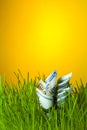 Dollar bills among green grass Royalty Free Stock Photo