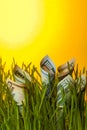 Dollar bills among green grass Royalty Free Stock Photo