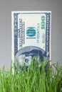 Dollar bills growing in the green grass Royalty Free Stock Photo