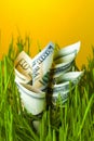 Dollar bills growing in green grass Royalty Free Stock Photo